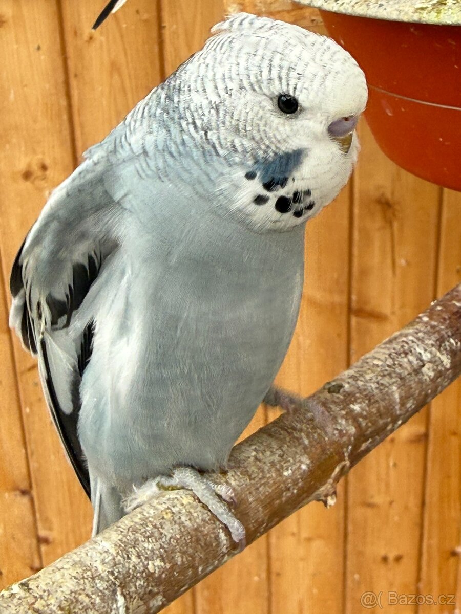 mladé andulky neobvyklé barvy