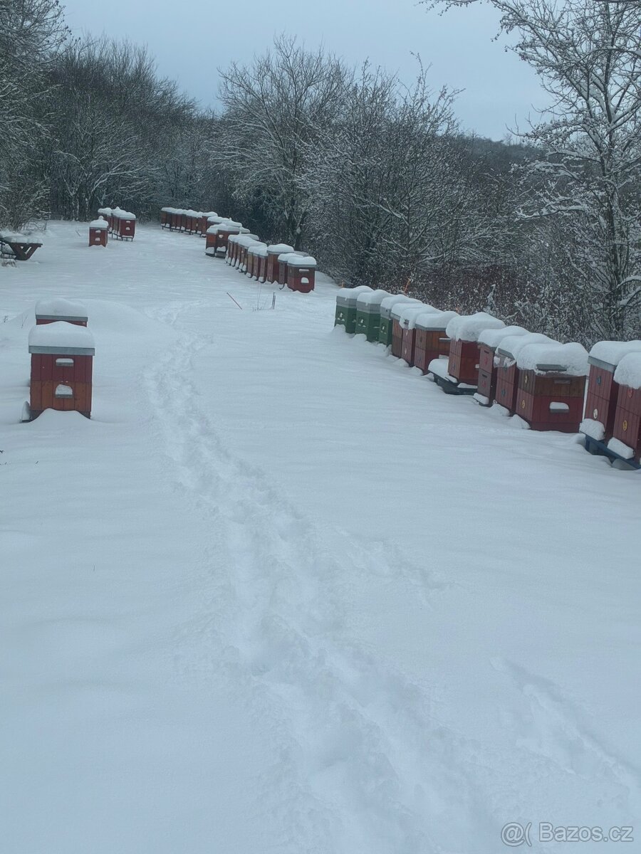 Vyzimovaná včelstva