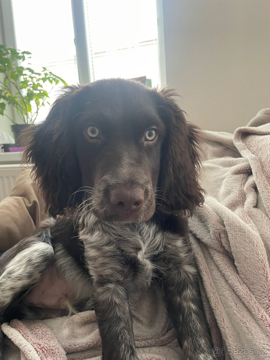 Prodám Německého Křepeláka