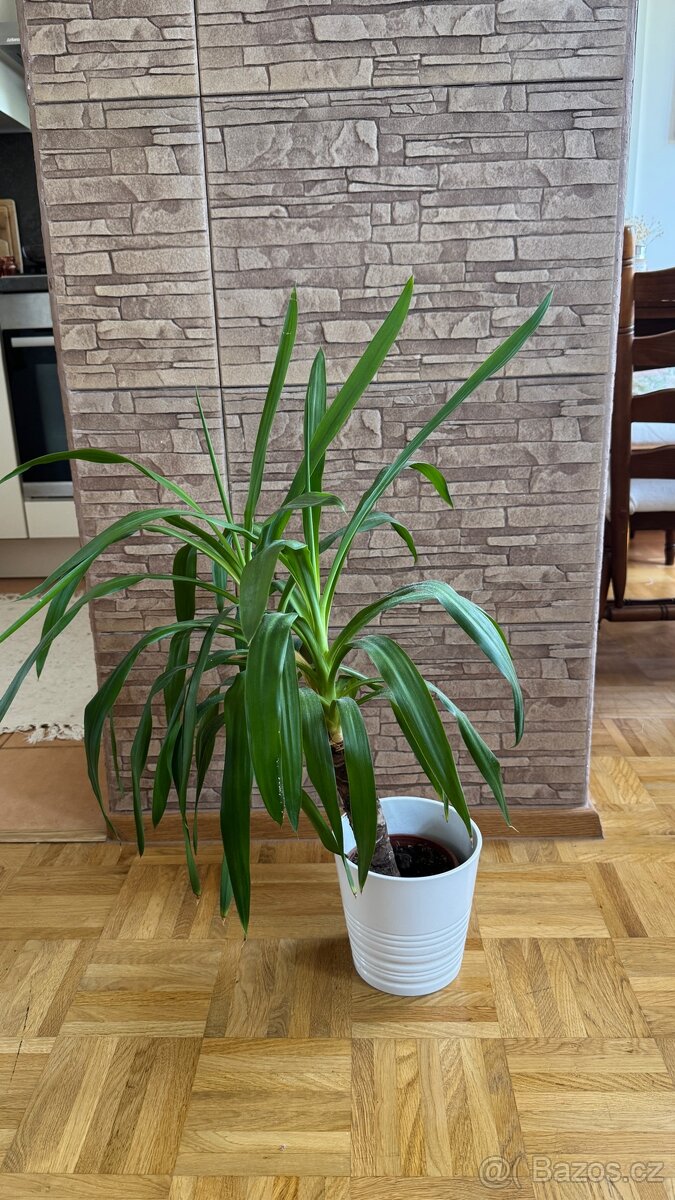 ROSTLINA YUCCA ELEPHANTIPES