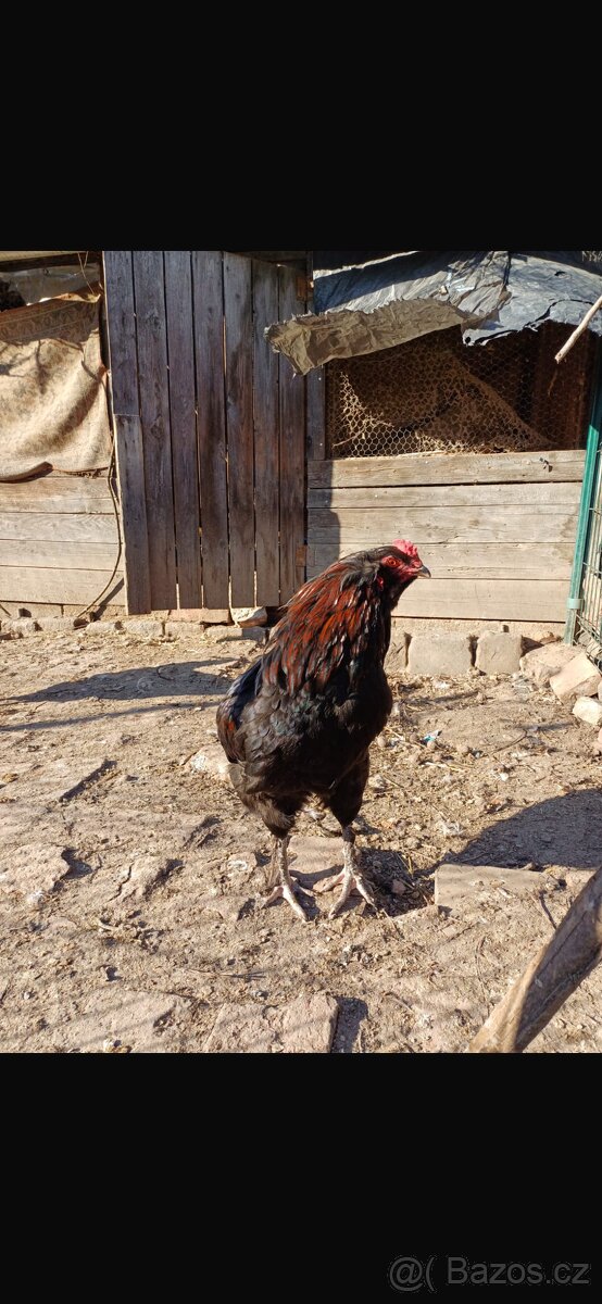Kohouti Araucana+Dominant