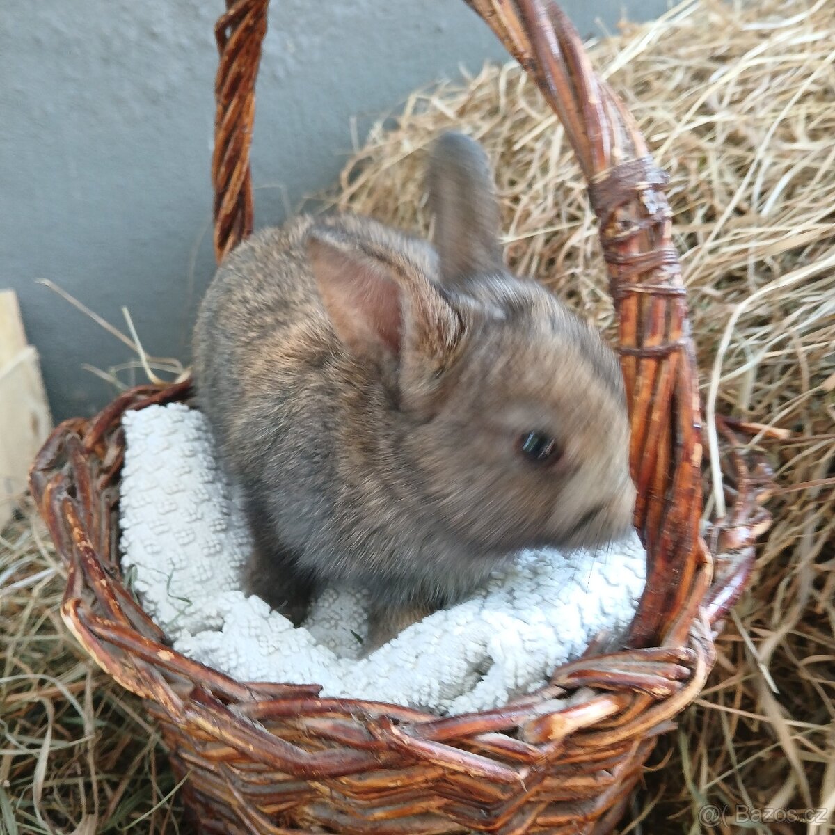 Králíci