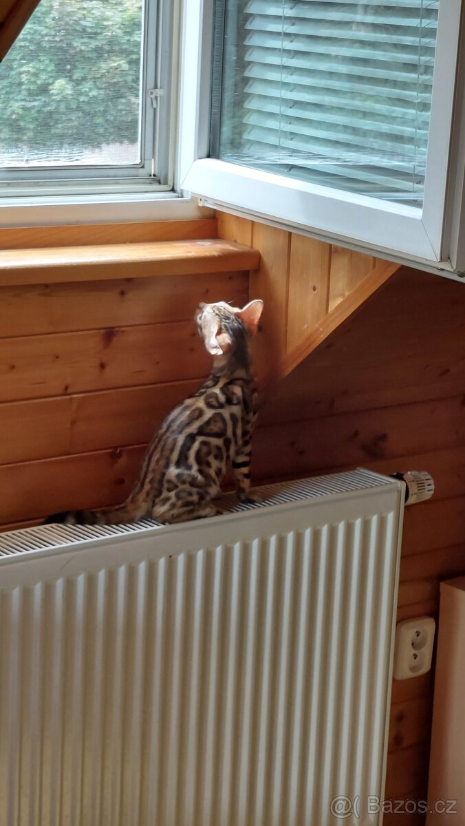 Bengalská kočka s PP