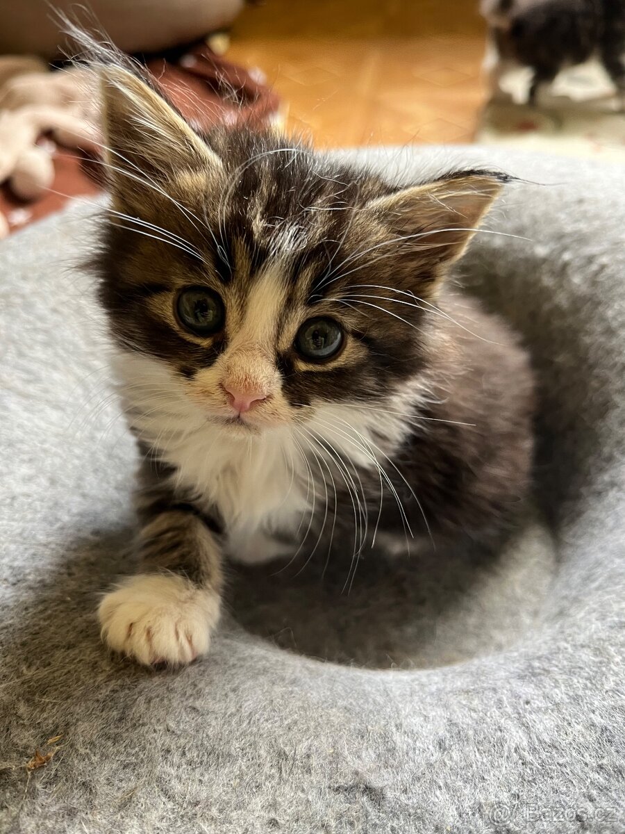 Maine coon mačiatka