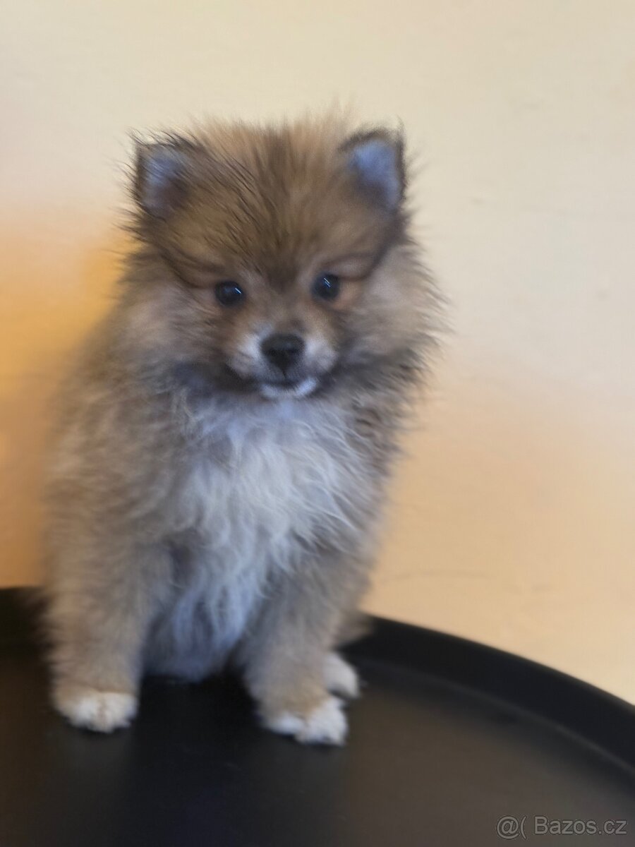 Pomeranian