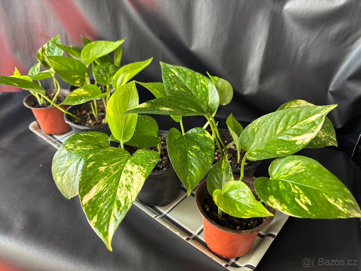 SLEVA⤵️ Zlatý Potos, Šplhavnice zlatá, Epipremnum aureum