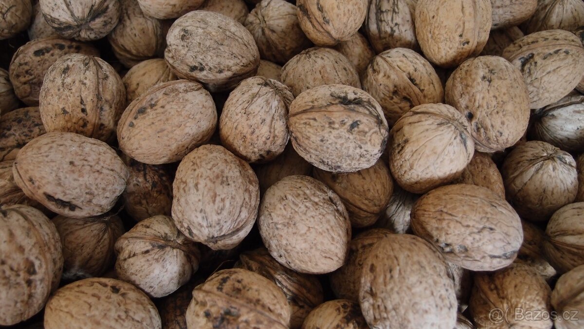 vlašské ořechy neloupané