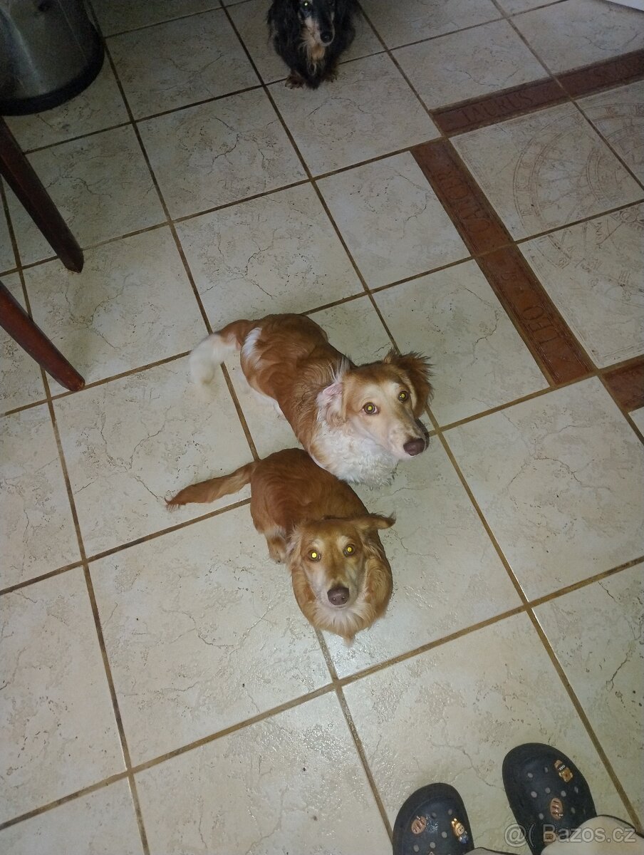 Jezevčík dlouhosrstý