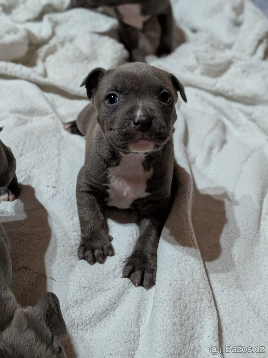 Stafordšírsky bulteriér