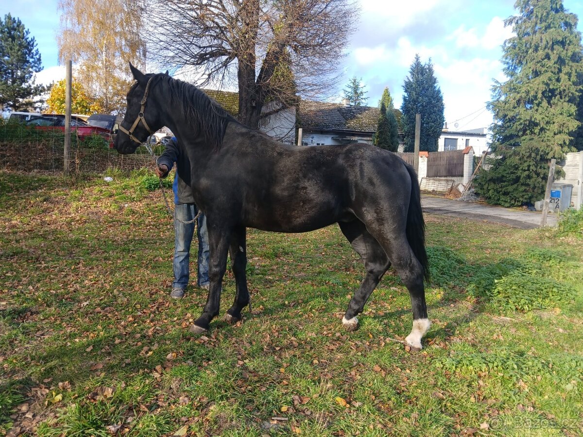 Slezský hřebec, 1,5 roku