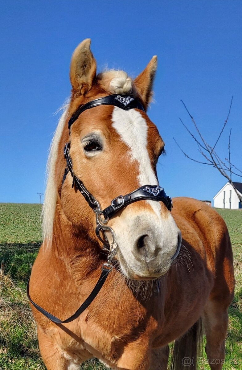 Uzdečka hackamore