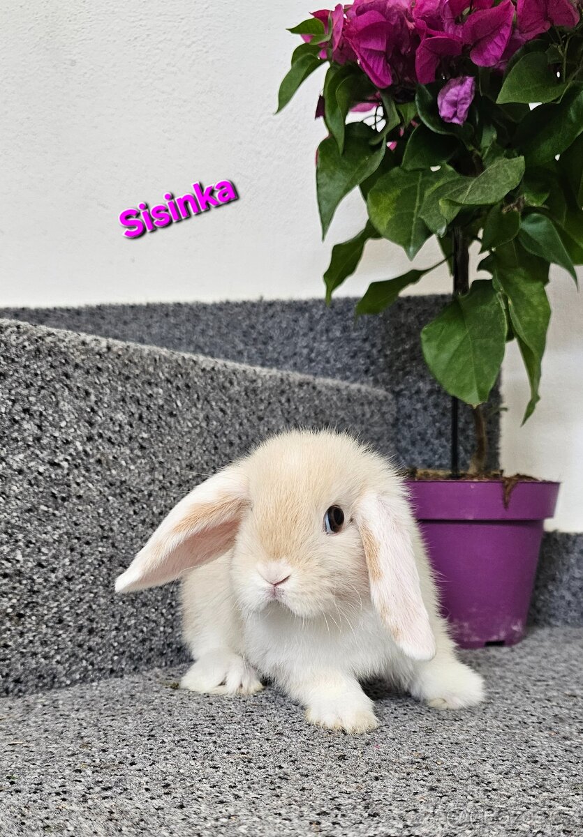Minilop - ❤️zakrslí beránci❤️