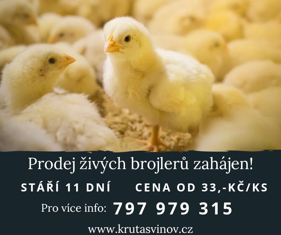 Živá drůbež - Brojlerová kuřata