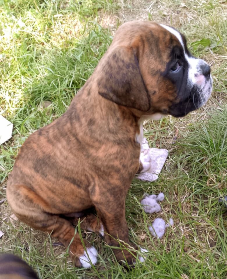 ŽÍHANÁ ŠTĚŇÁTKA NEMECKÝ BOXER bez PP