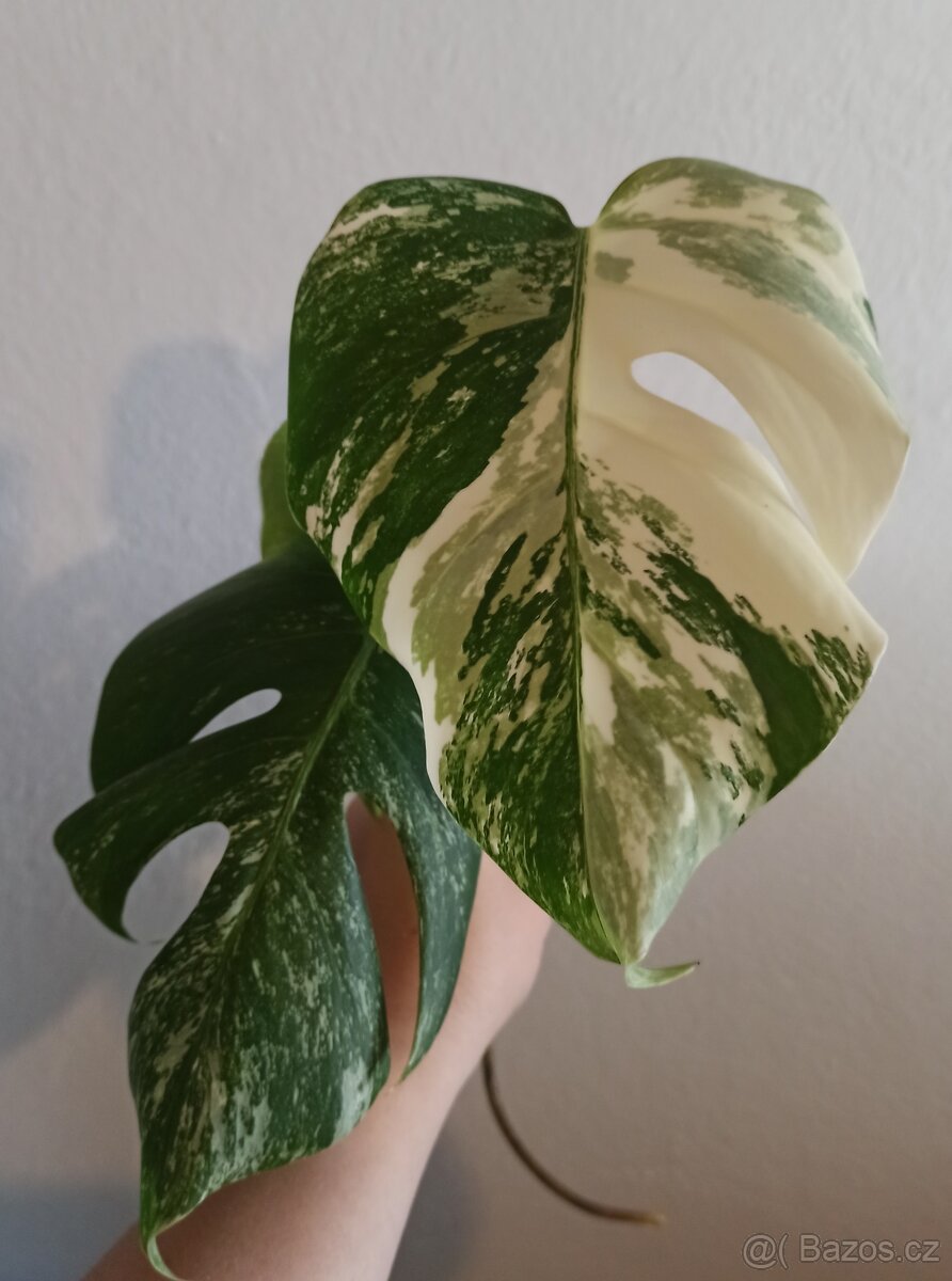 Monstera albo variegata poslední kus