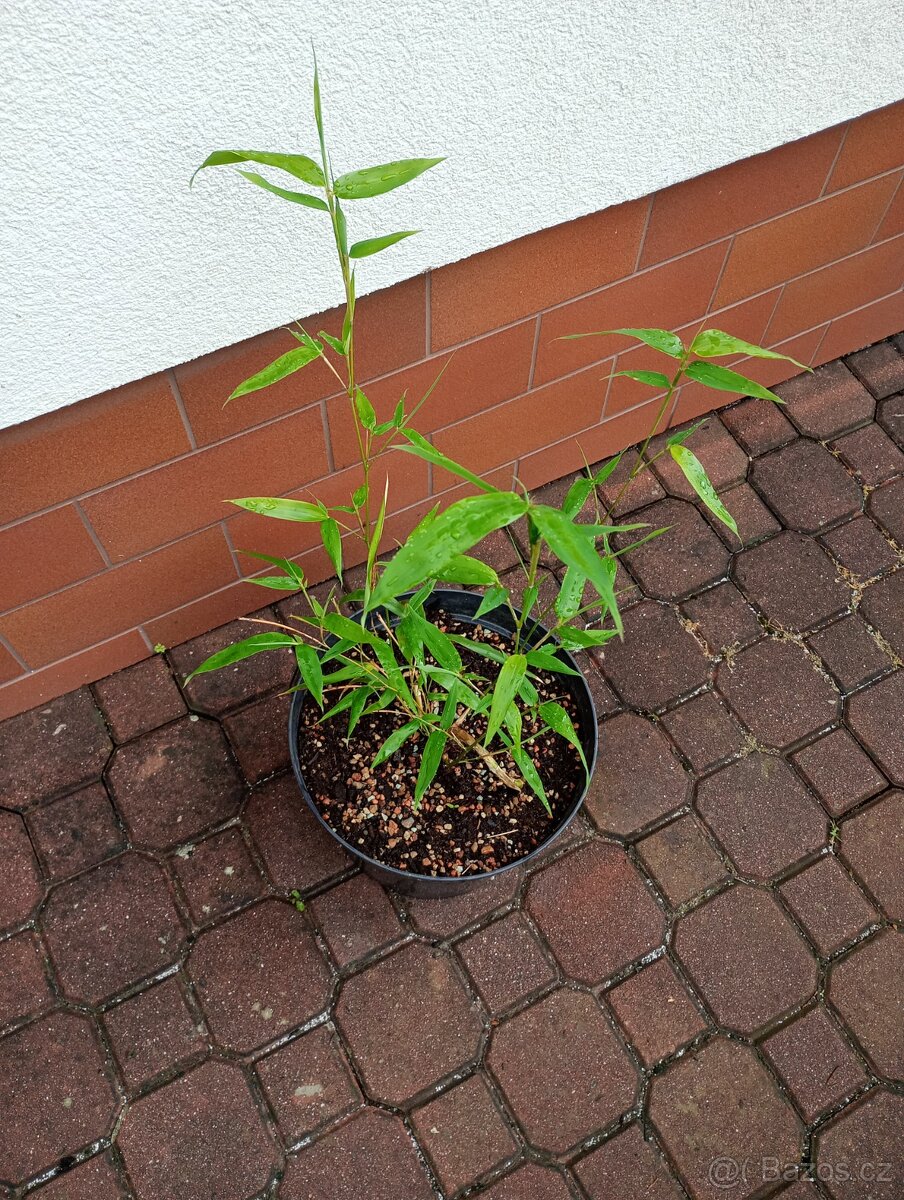 Bambus (PHYLLOSTACHYS NUDA)