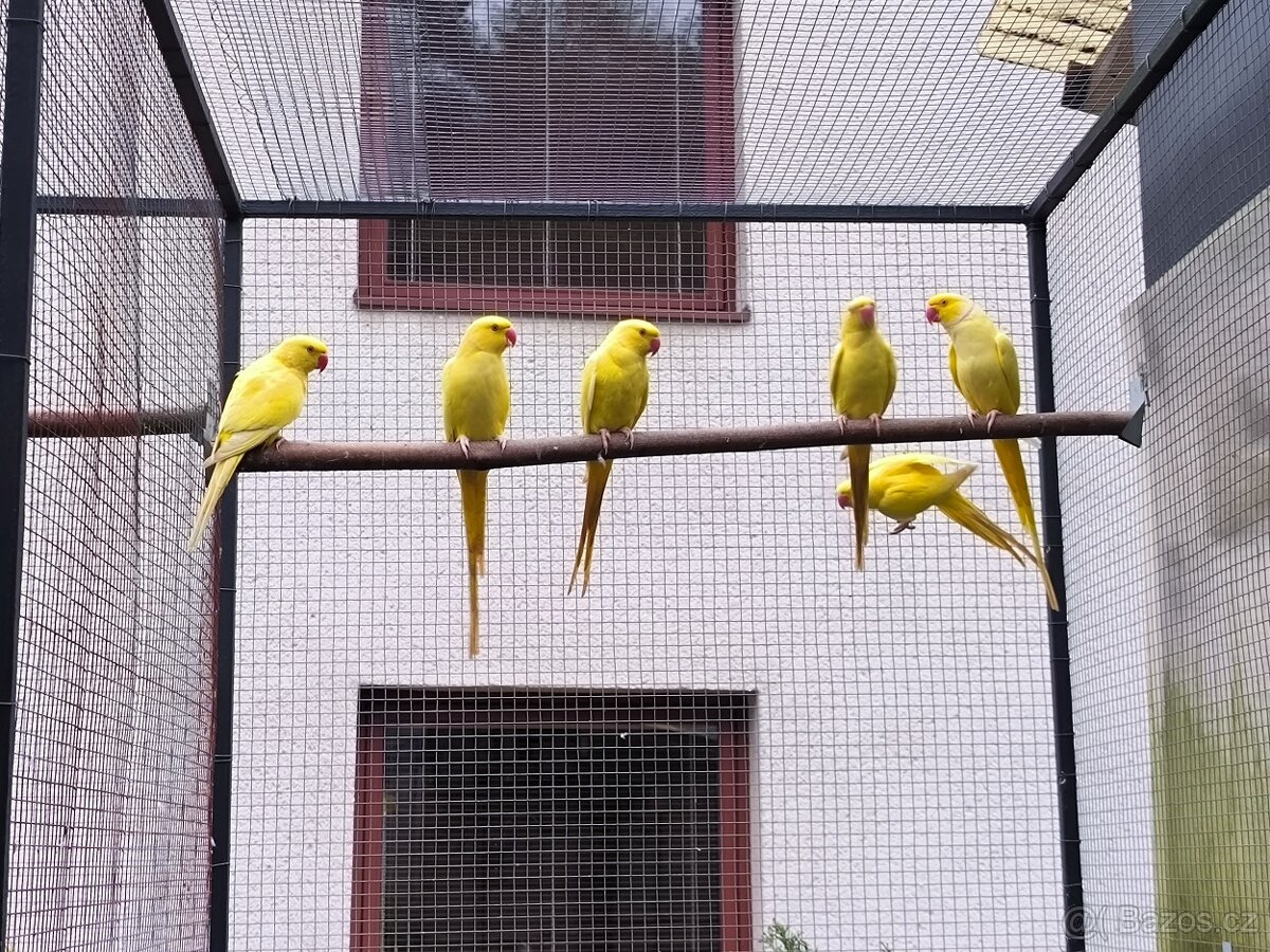 Alexandr malý lutino a violety