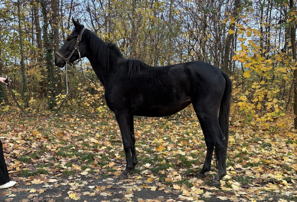 Na jaře 3 letá klisna do sportu i rekreaci