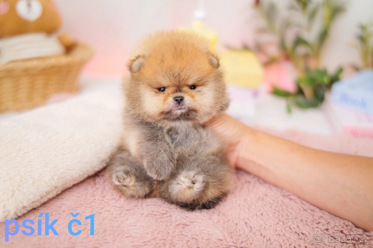 Pomeranian mini