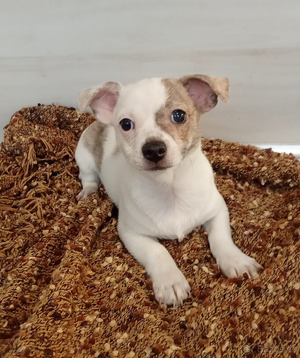 Čivava krátkosrstá