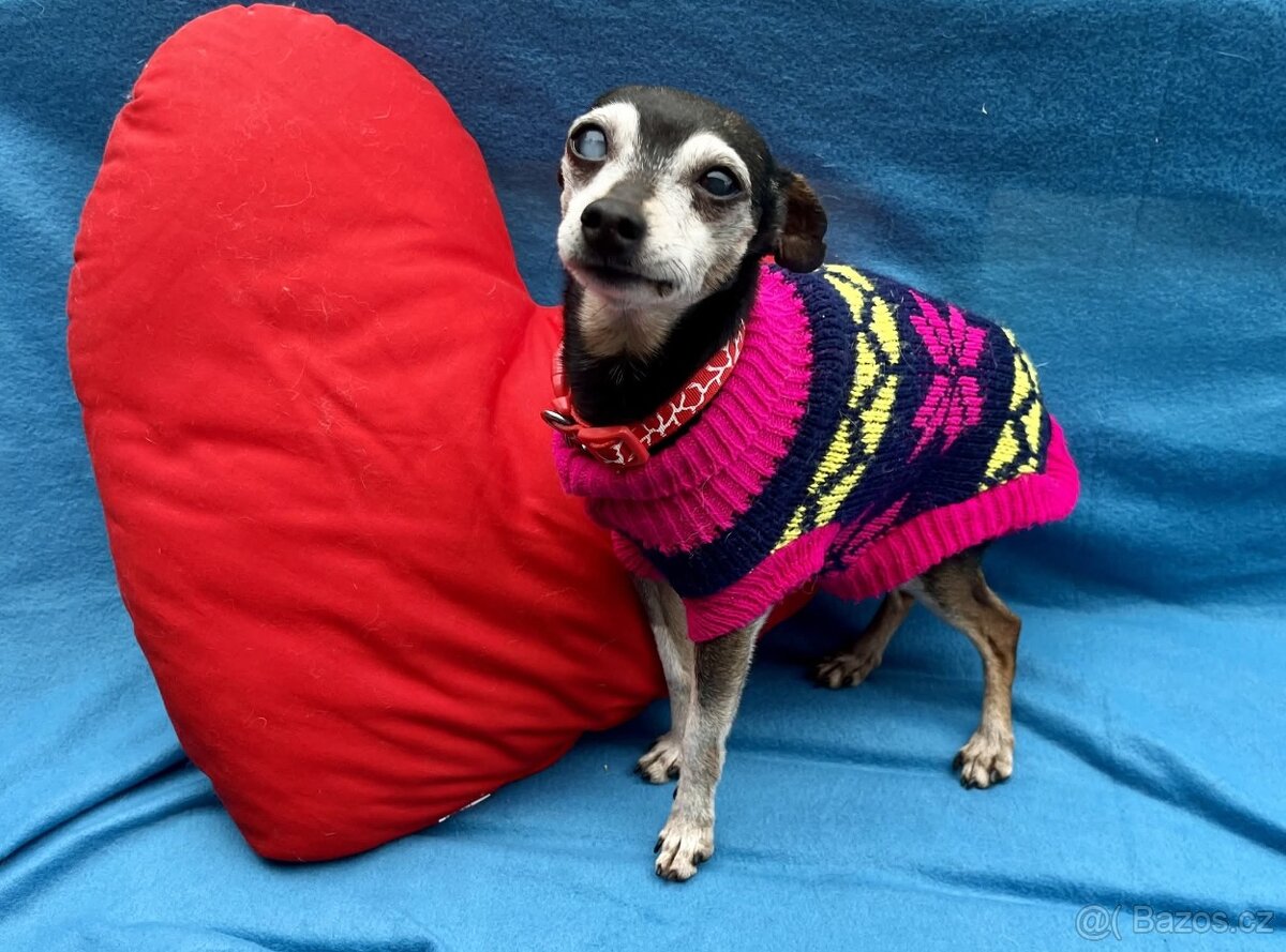 RONÍČEK - 3 kg, kastrovaný psík 13 let