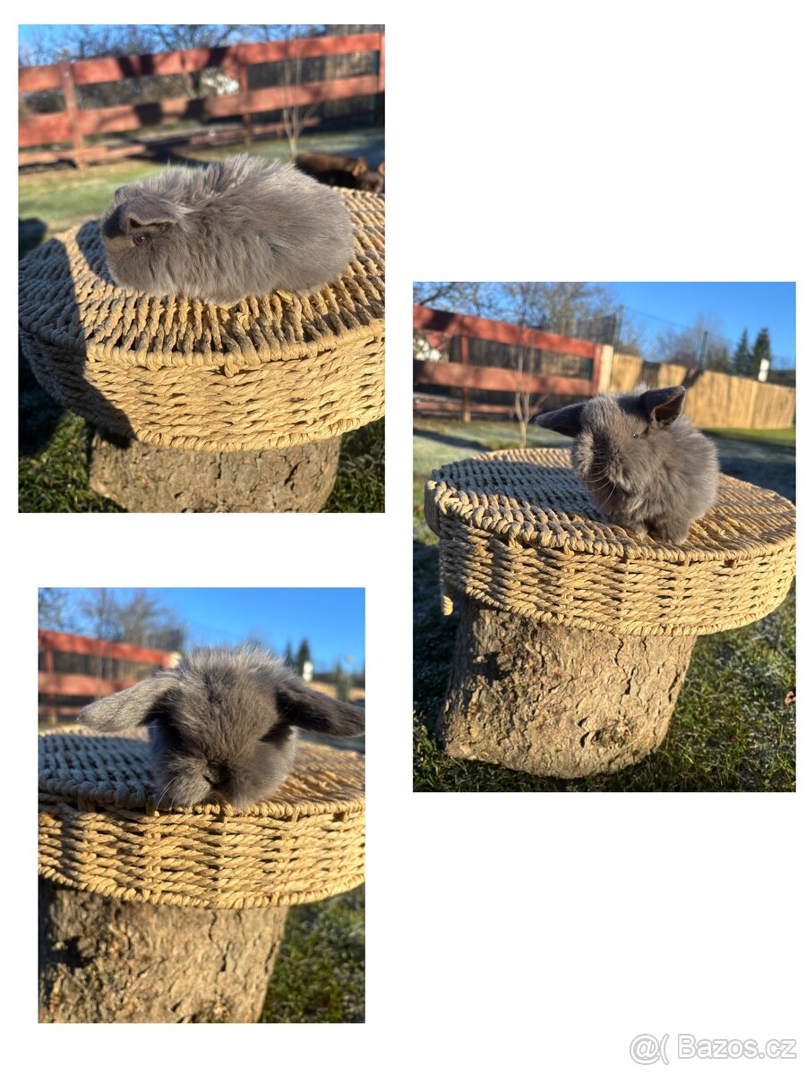 Zakrslý králík - mini lop