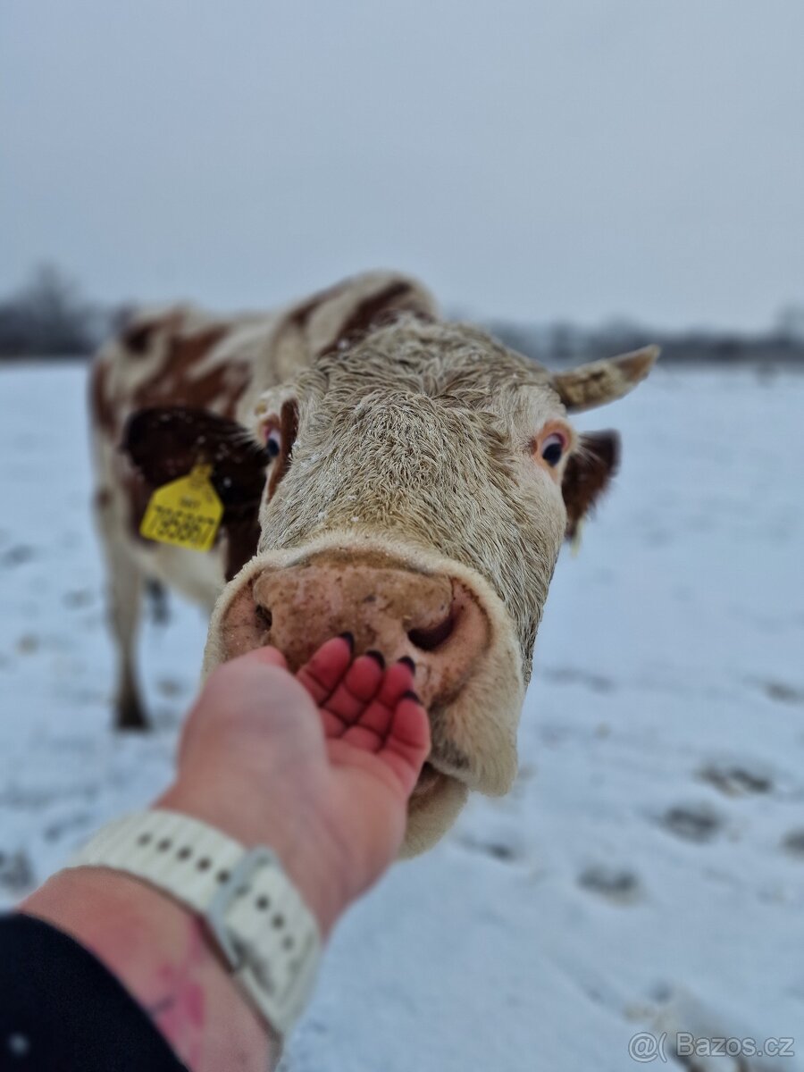 Prodáme březí krávy