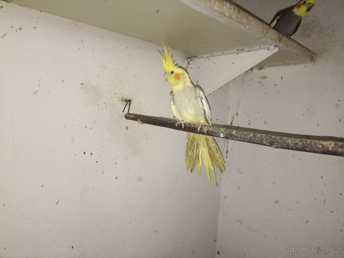 prodám korela,alexandra čínského