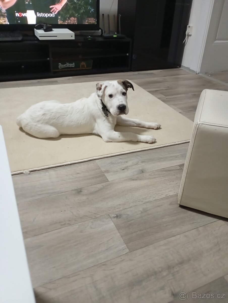 Prodám stěně 7 měsíční Staford