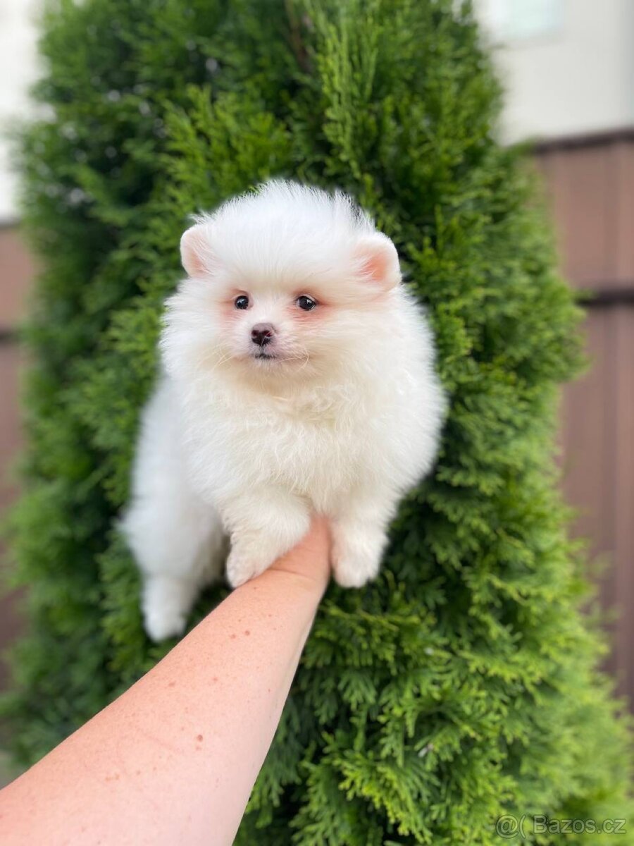 Pomeranian špic