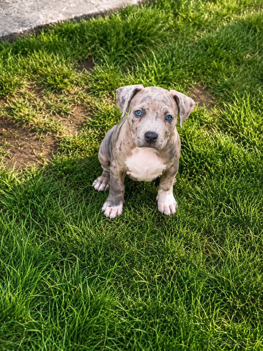 American Bully Xl