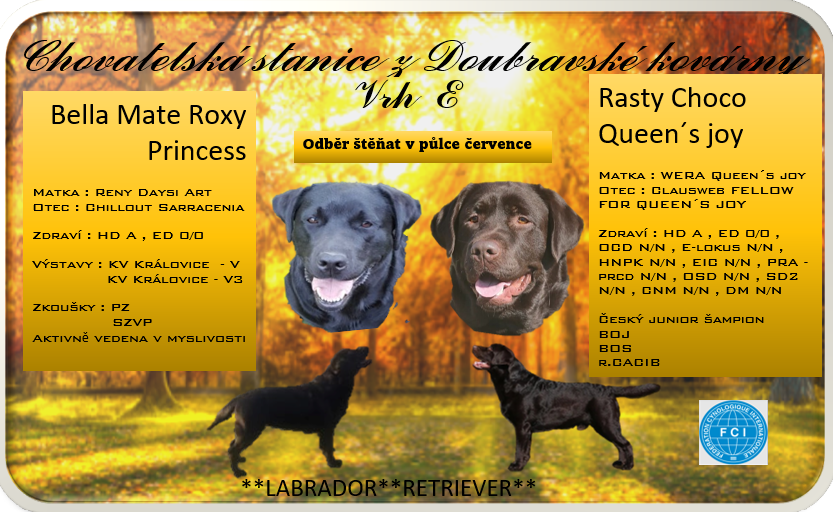 Labradorský retriever s PP černá