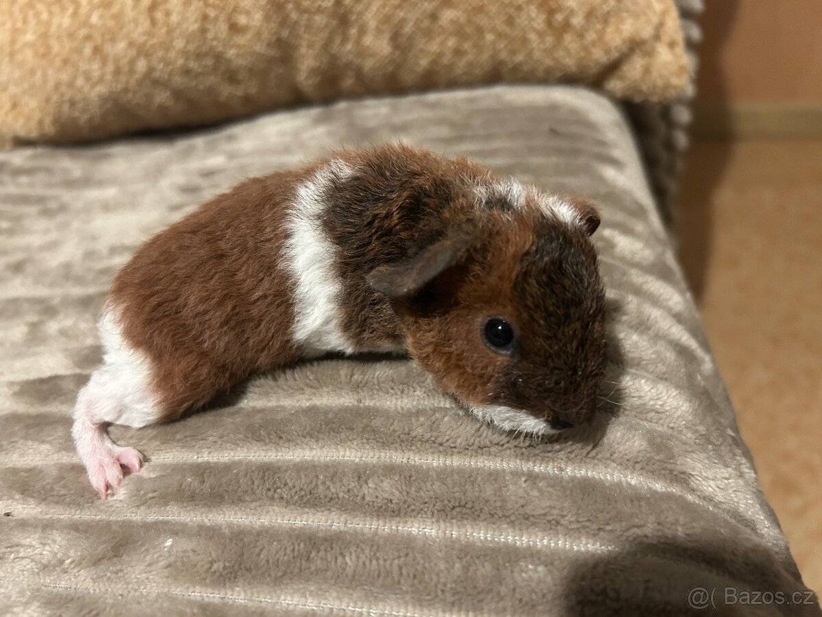 Morče US TEDDY