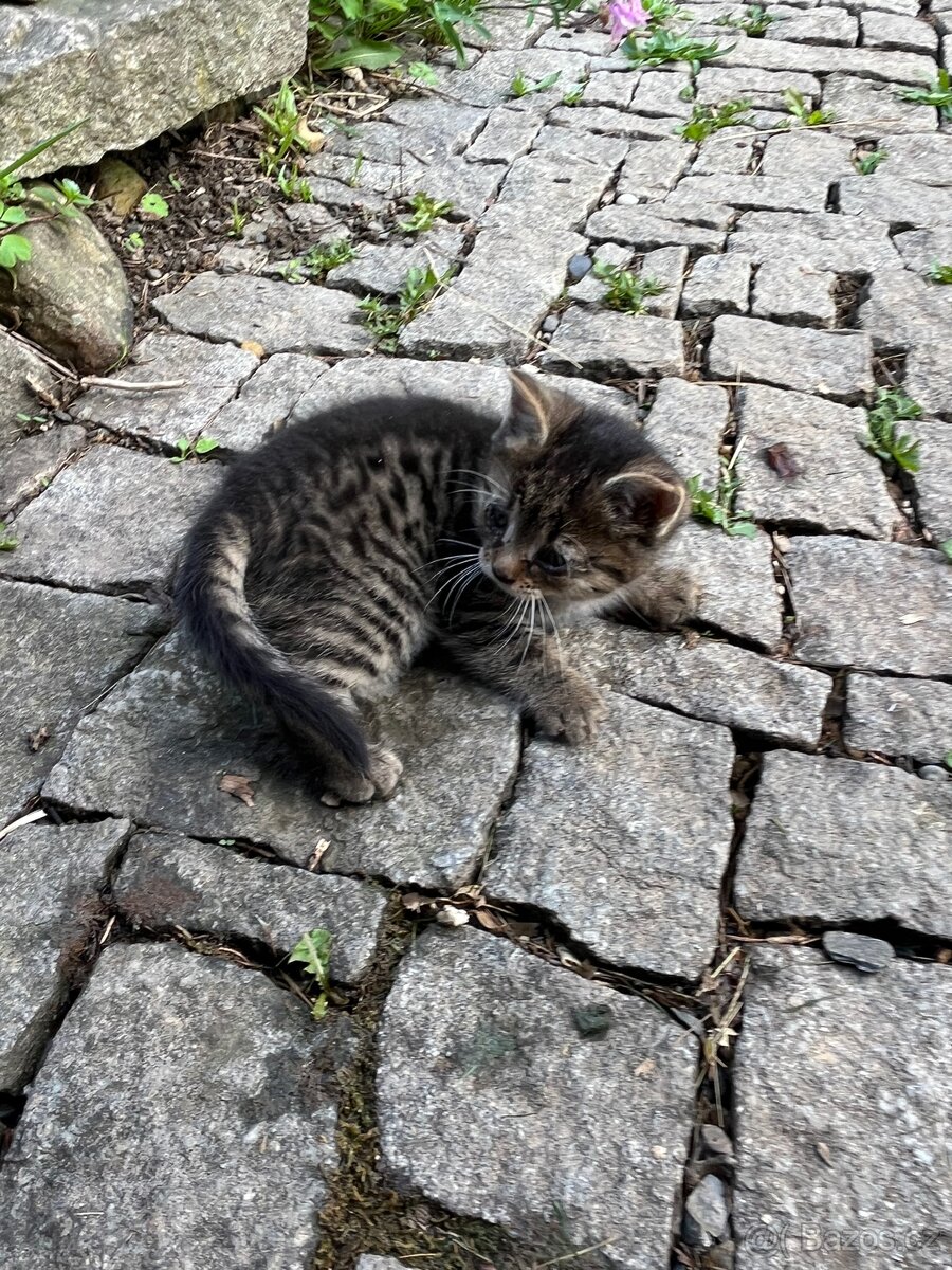Daruji kočičku