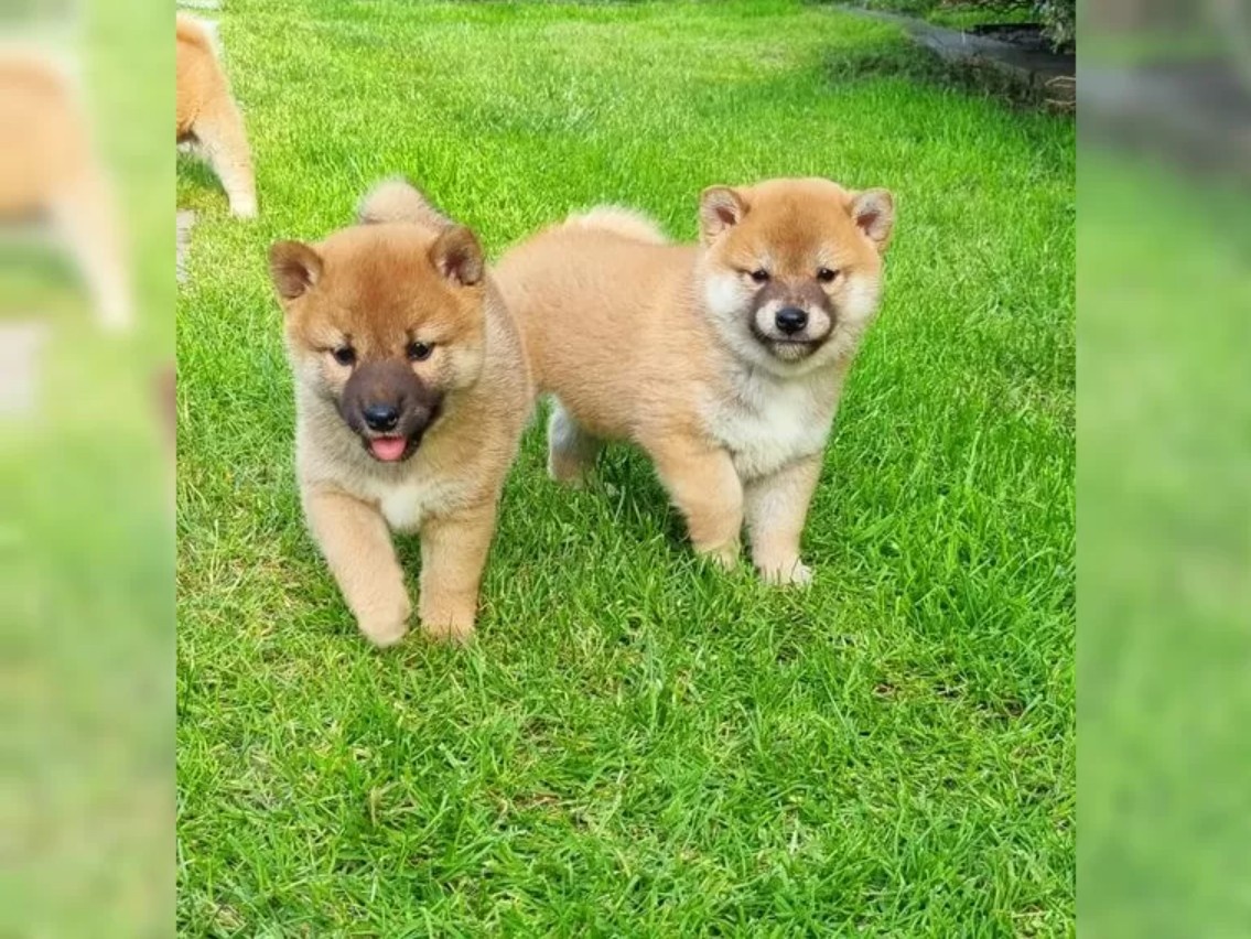 Shiba Inu s PP - Štěně
