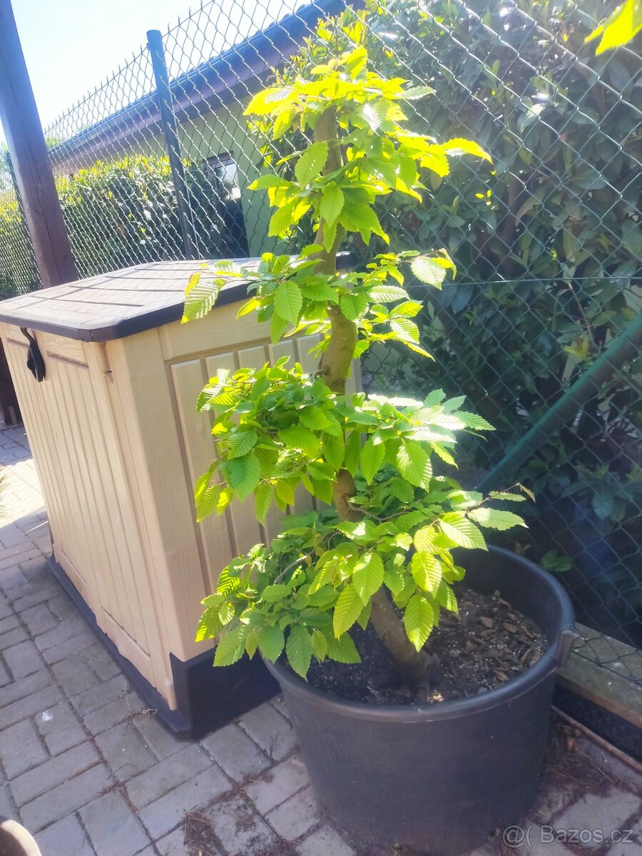 Tvarovaný strom, bonsai, niwaki, yamadori