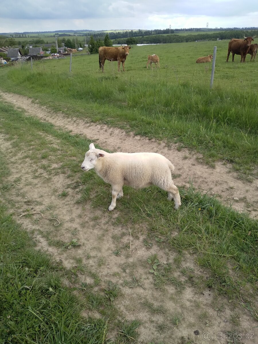 Beránek