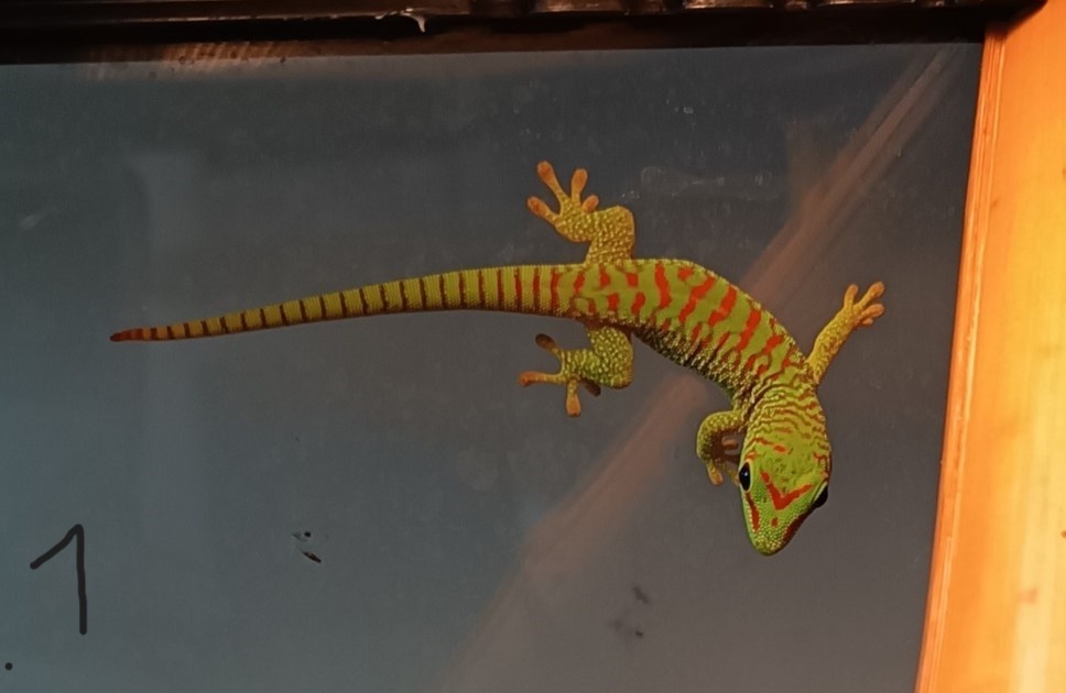 felsuma madagaskarská (Phelsuma madagascariensis)