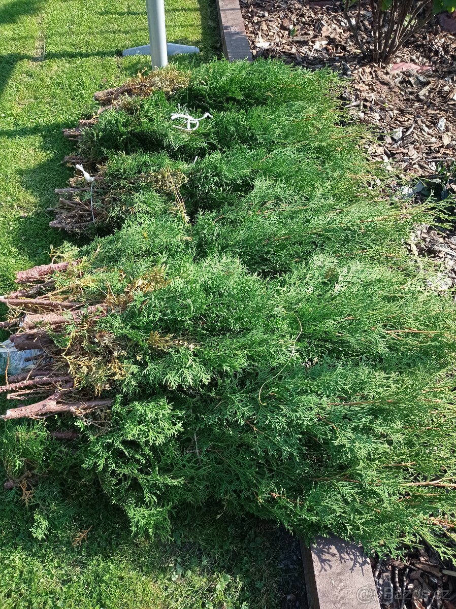 Ořezy thuja - tůje ZDARMA