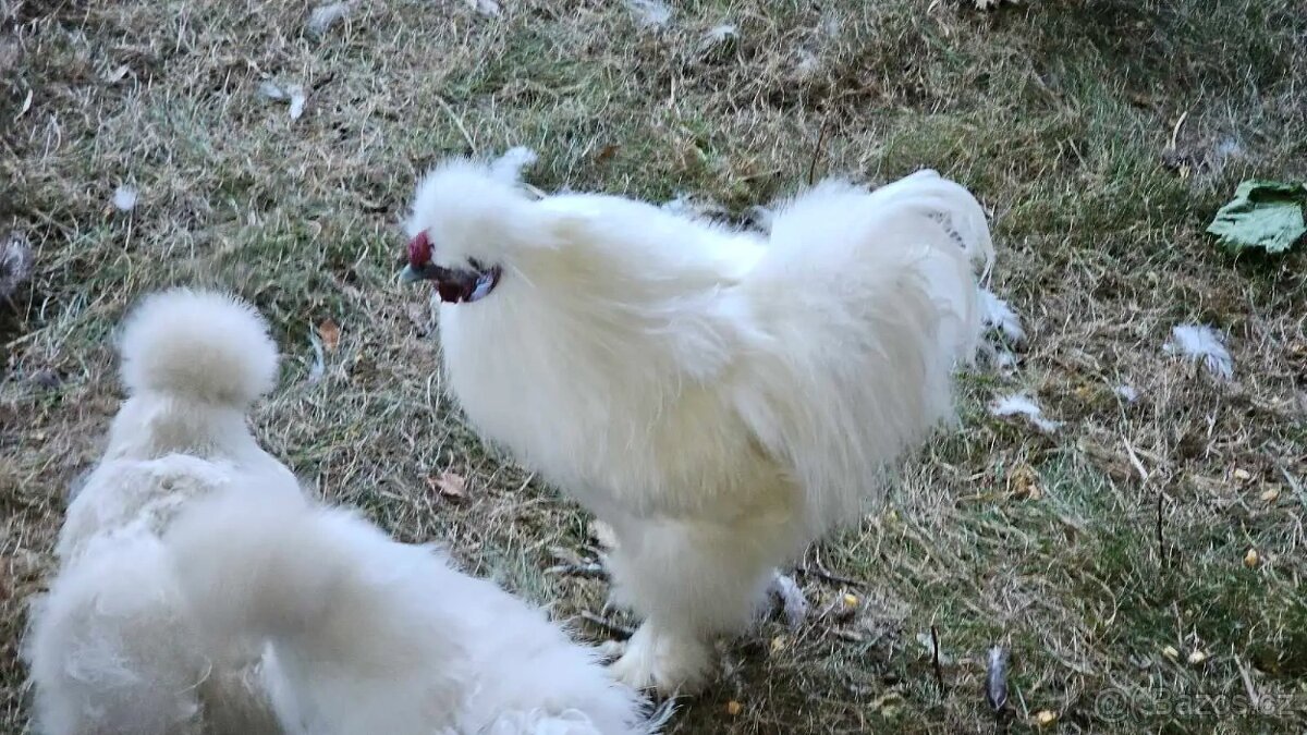 Kohout Hedvábnička