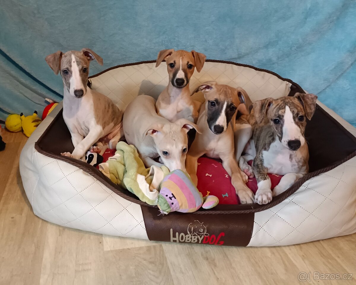 Vipet/Whippet/ - štěňátka s PP