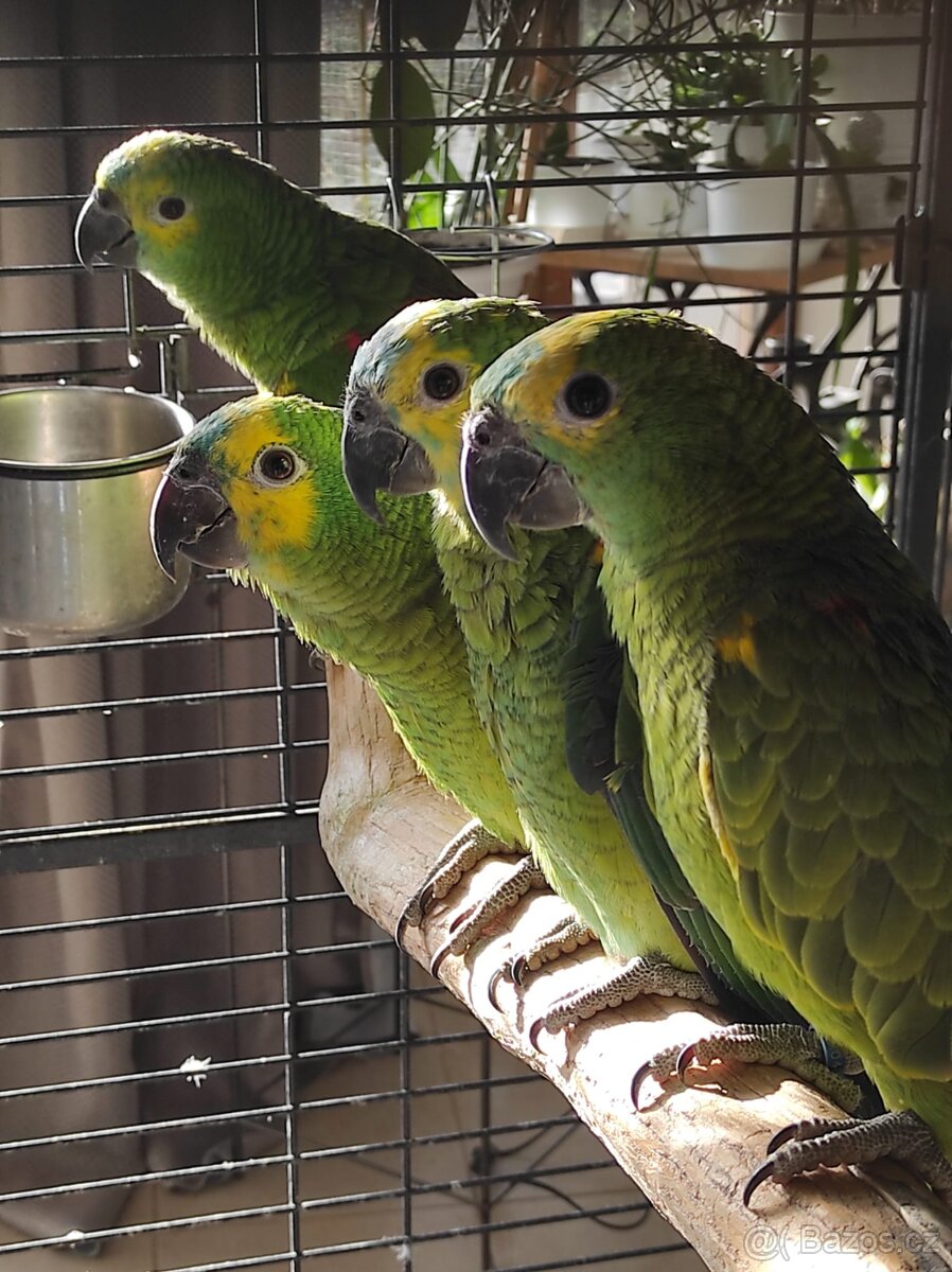 Amazoňan modročelý