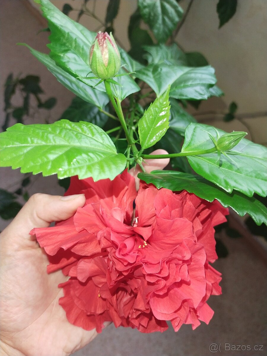 Hibscus Rosa Sinensis American Beauty