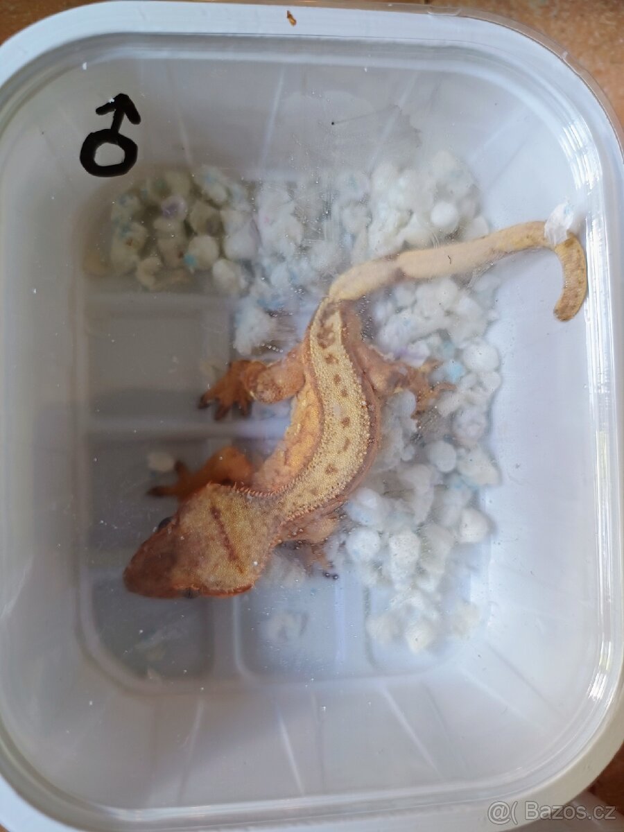 Pagekon řasnatý ( Rhacodaktylus Ciliatus)