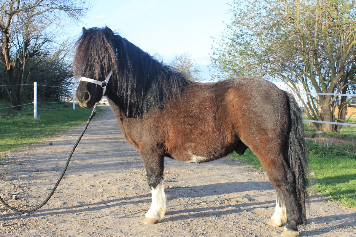 Shetland pony - 5letý hřebec s PP