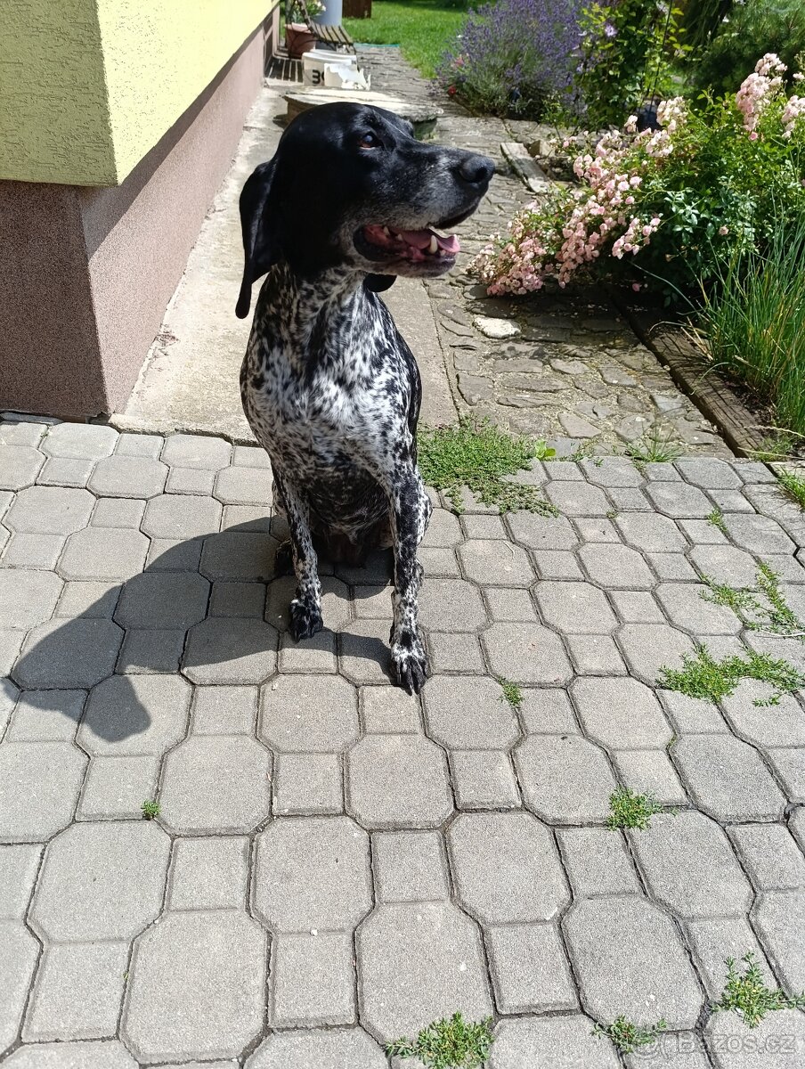 Darování feny,rasa ohař s PP