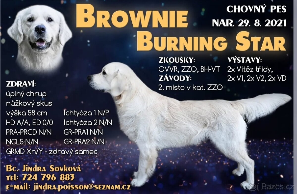 Chovný zlatý retrívr s PP ke krytí