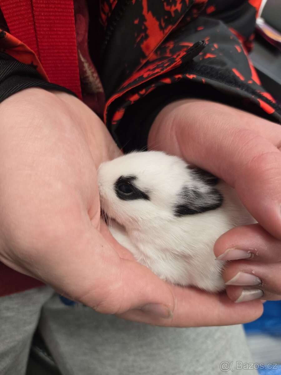 Mláďata zakrslých králíků