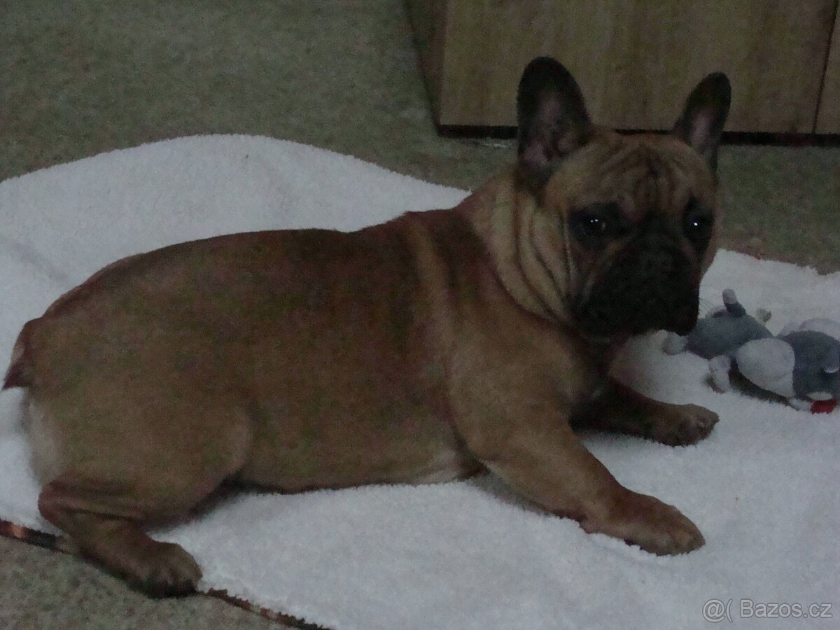 francouzský buldoček