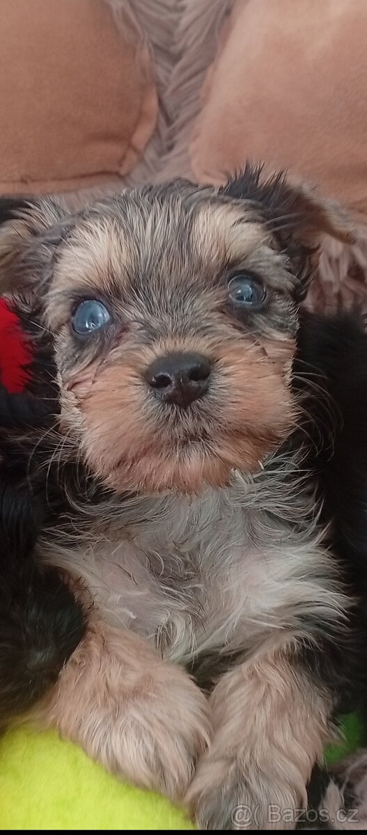 Jorkšírský teriér,Merle, Jorkšír,Biewer